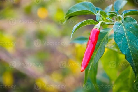 Red Chilli in the garden 11176031 Stock Photo at Vecteezy