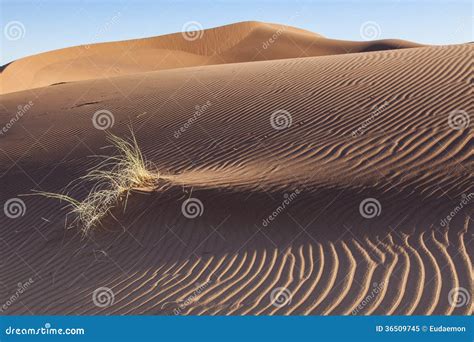 Sahara desert stock image. Image of hills, thar, desert - 36509745