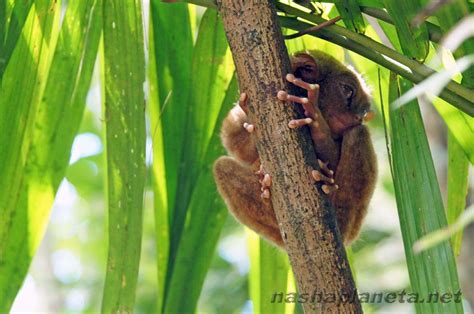 Питомник долгопятов Tarsier Conservation Area или Loboc Tarsier Sanctuary на острове Бохоль ...