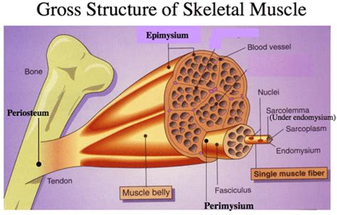 Gross Muscle and Sarcomere