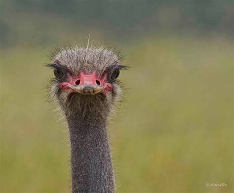 African Ostrich | THE WILD LIFE