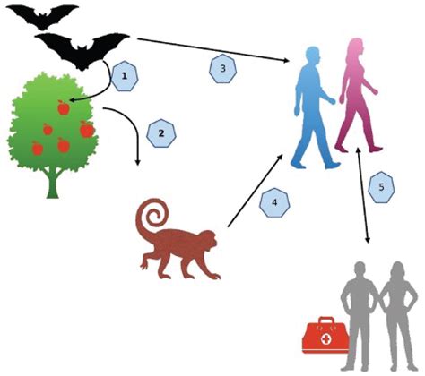 Emergence of Marburg Virus Disease in West Africa amid COVID-19 and Ebola: Efforts, Challenges ...