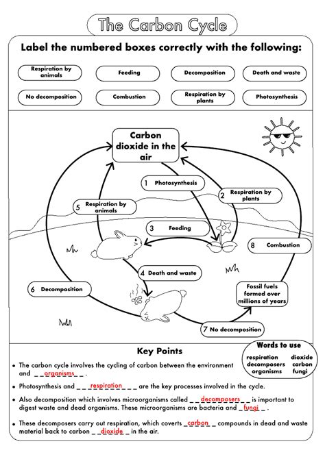 GCSE Biology: Carbon Cycle worksheets and A3 wall posters UPDATED ...