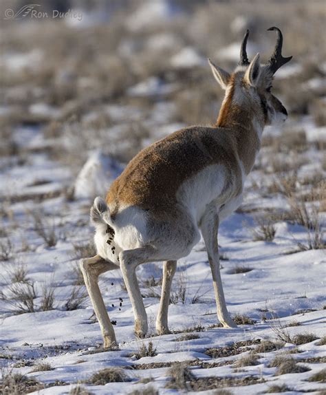 Why (and how) Do Some Animals Poop Pellets? – Feathered Photography