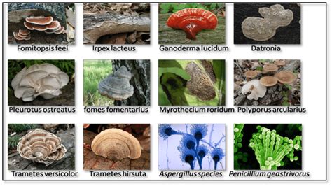 Types Of Fungi Species