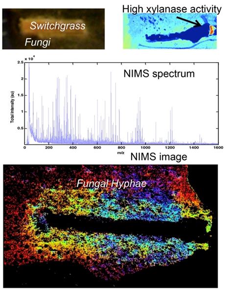 mass-spectrometry-imaging_large – EcoFAB