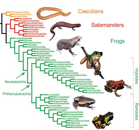 Science Visualized • OneZoom Tree of Life Explorer - Amphibians ...