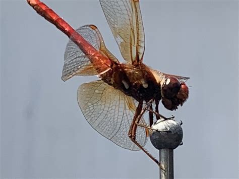 A dragonfly on a car antenna | Smithsonian Photo Contest | Smithsonian Magazine