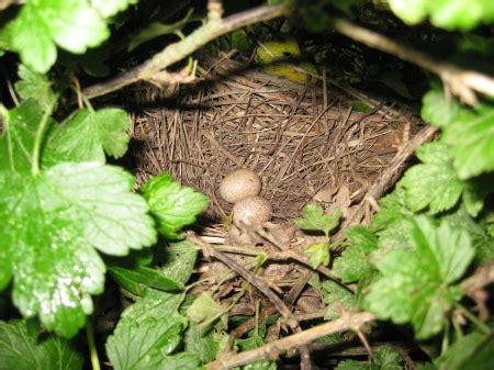 Brown Thrasher Eggs | Curiousfarmer