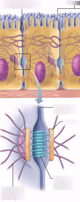 Diagram of Anchoring Junctions | Quizlet