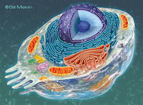 biology art | Biology art, Cell biology, Biology