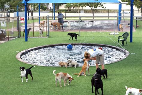 Some Dogs have it so good! | Dog playground, Indoor dog park, Dog park