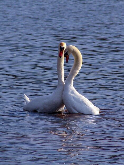 Premium Photo | Swan mating ritual in lake