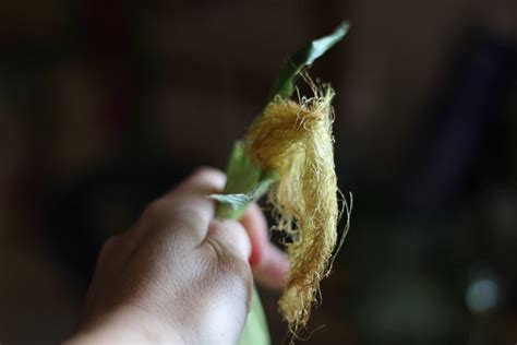 Full Bellies, Happy Kids: Easy shucked corn