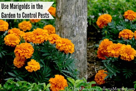 Using Marigolds in the Garden to Control Pests - One Hundred Dollars a ...