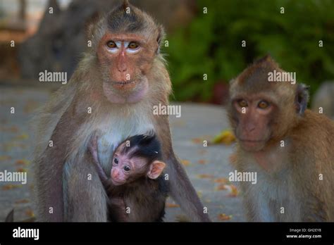 wild monkeys in Thailand Stock Photo - Alamy