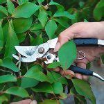 Fall Pruning Demo - BC Farm Fresh