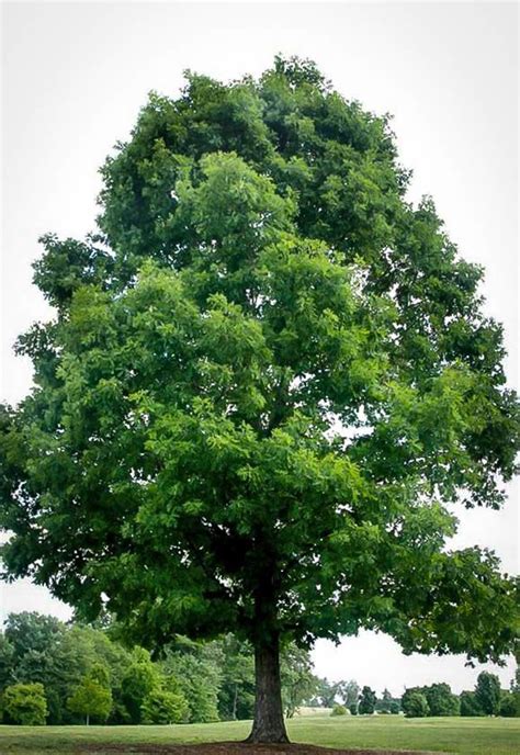 White Oak Tree In Field