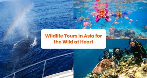 Best Wildlife Tours in Asia for the Wild at Heart - Klook Travel Blog