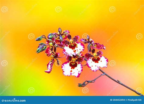 Mini Dark Pink White Oncidium Twinkle Orchids on Soft, Blurry Background Stock Photo - Image of ...