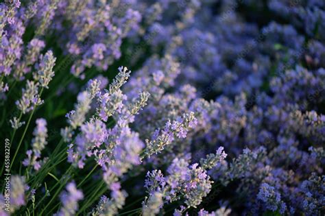 Lavender field during sunrise Stock Photo | Adobe Stock