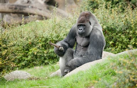 Download Animal Gorilla HD Wallpaper