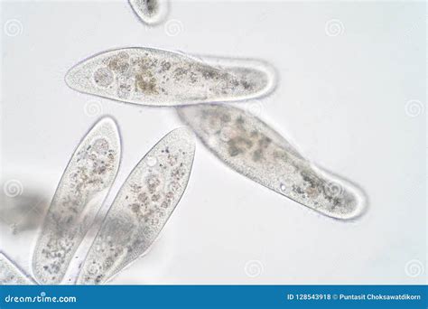 Paramecium Caudatum is a Genus of Unicellular Ciliated Protozoan Stock Photo - Image of medical ...