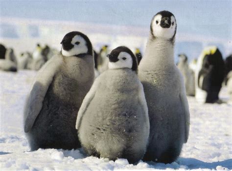 Emperor Penguin Chicks~ So cute Animal Babies, Baby Animals, Emperor Penguin Chick, Penguin ...