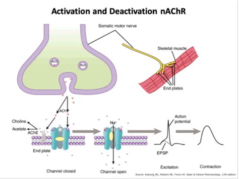 Receptors, signaling, and epigenetics part 1 Flashcards | Quizlet