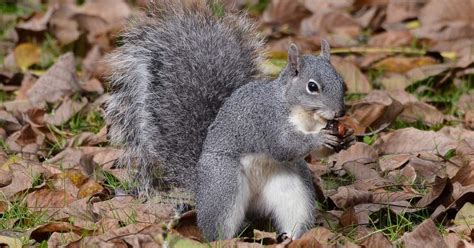 Western gray squirrels are struggling. Will a Washington agency step in to help? - Columbia Insight