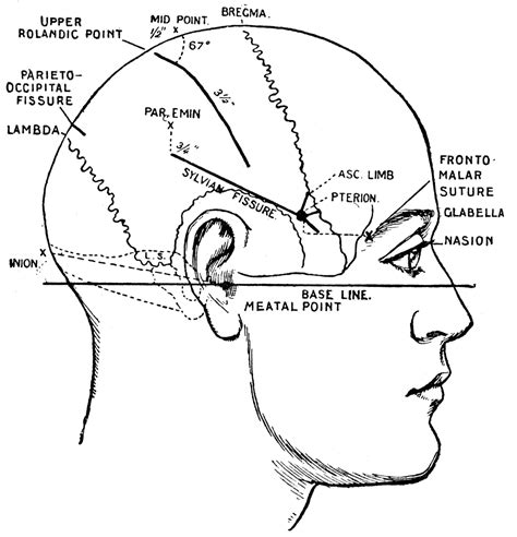 Principle Fissures of the Brain | ClipArt ETC