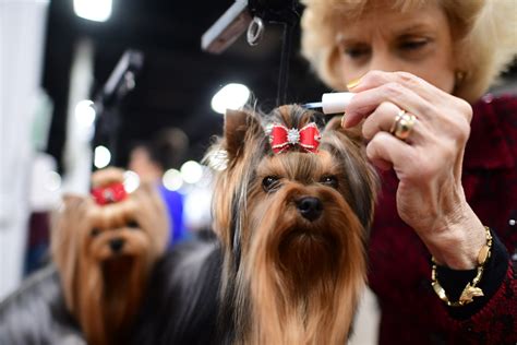 Why You Shouldn't Worry About Dogs Competing in Thanksgiving Day Show - Newsweek