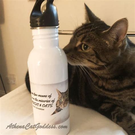 The cat and the water bottle | Pet blog, Cats, Cat rescue