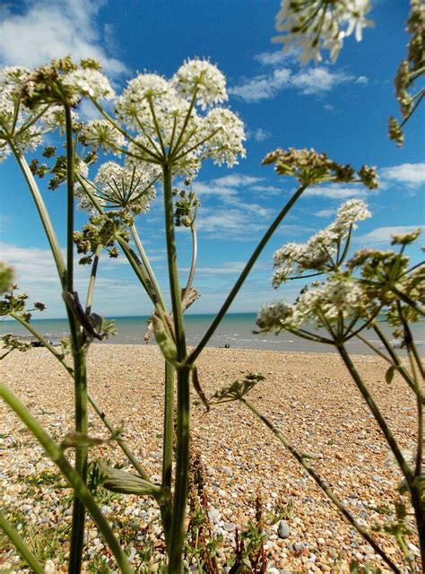 Winchelsea beach in East Sussex, England, by B Lowe | Special places, Favorite places, East sussex