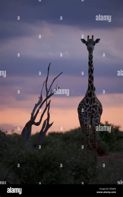 Africa kenya silhouette of giraffe at sunset hi-res stock photography and images - Alamy