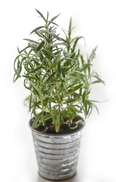 Rosemary Herb Free Stock Photo - Public Domain Pictures