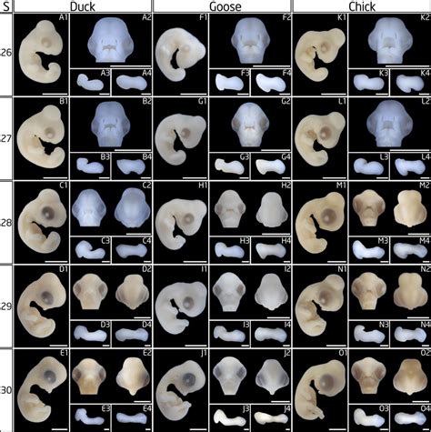 Duck Embryo Development