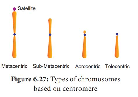 Structure and Types of chromosome