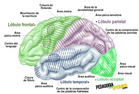 Anatomía del Cerebro: Partes y Funciones