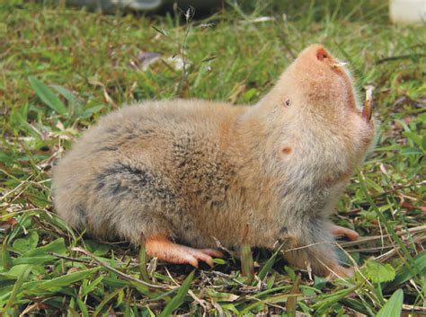 ABCs of Animal World: World’s Unique and Absurd-looking Rats: Not the ...