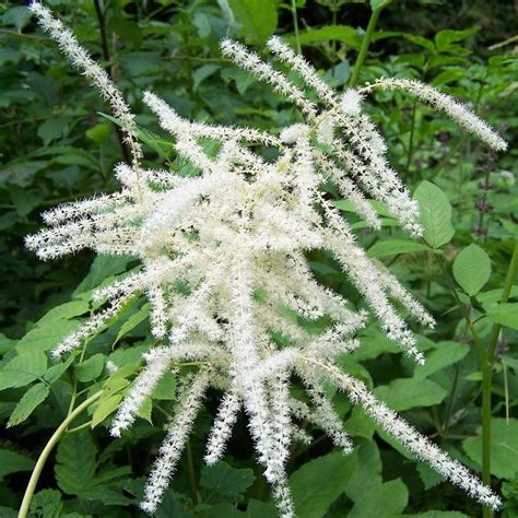 Aruncus dioicus Goat's Beard - Keystone Wildflowers