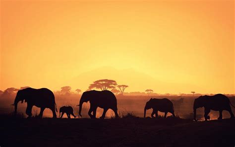 Safari Sunset Wallpapers - Top Free Safari Sunset Backgrounds ...