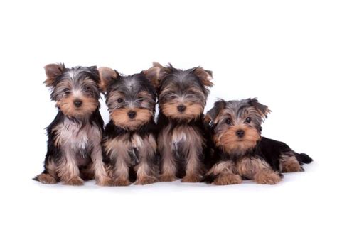 Yorkshire Terrier Puppies