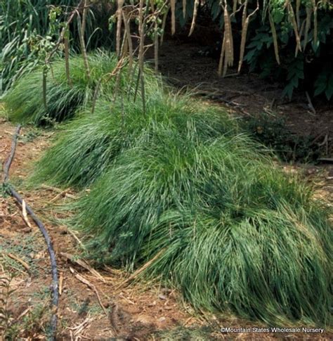 Carex tumulicola (Berkeley Sedge) - Mountain States Wholesale Nursery