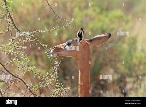 Gerenuk deer eating hi-res stock photography and images - Alamy