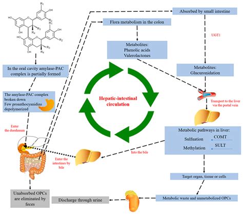 Antioxidants | Free Full-Text | Oligomeric Proanthocyanidins: An Updated Review of Their Natural ...