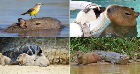 23 Photos That Show Capybaras Are Friends With Everybody