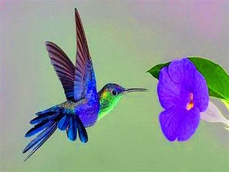 Purple Hummingbird Wallpaper 77929 - Baltana