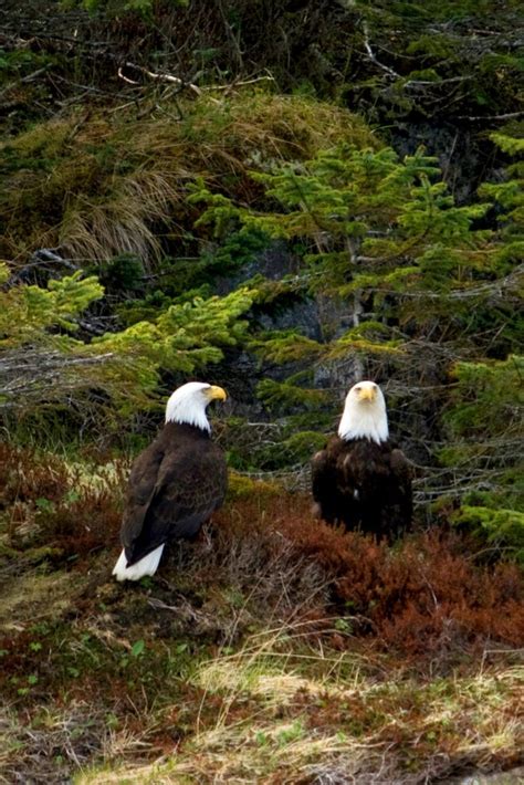 Juneau Hiking Trails Archives - Unplugged Adventures