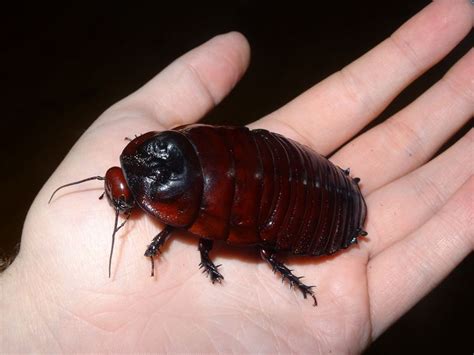 Giant burrowing cockroach - Alchetron, the free social encyclopedia